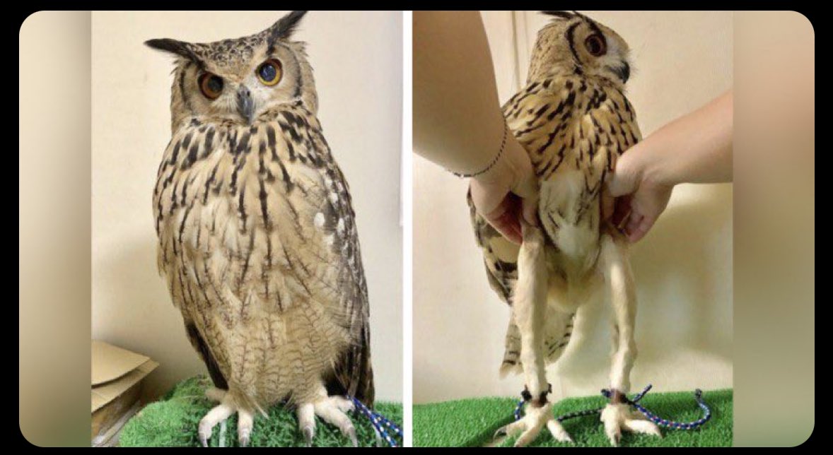 Esther Schmidt tweet media