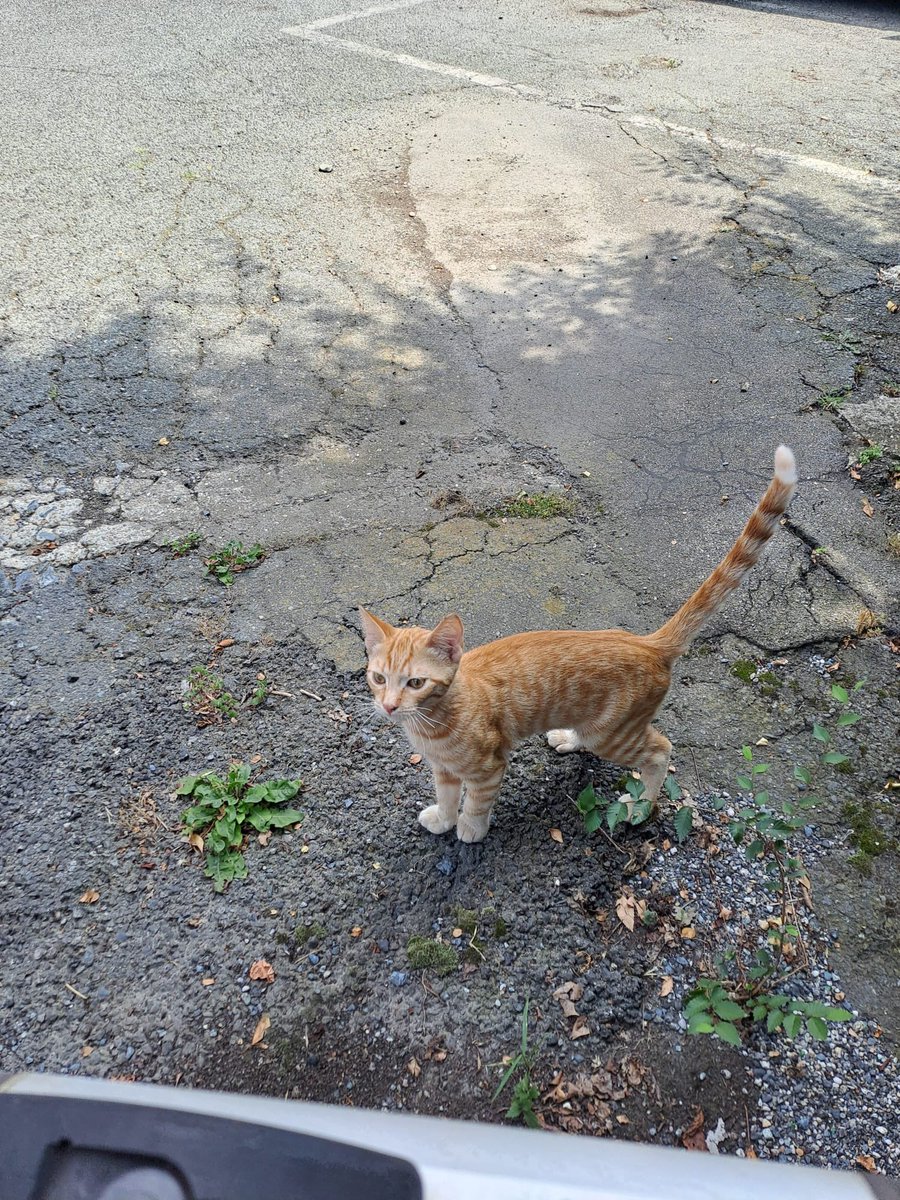 lilionors's tweet photo. @PeterJuve1897 @_Meli_P Appena recuperato. Abbandonato da una veterinaria nel cortile del suo palazzo questa mattina, subito dopo la partenza per le ferie. https://t.co/JIWzEvmSUt