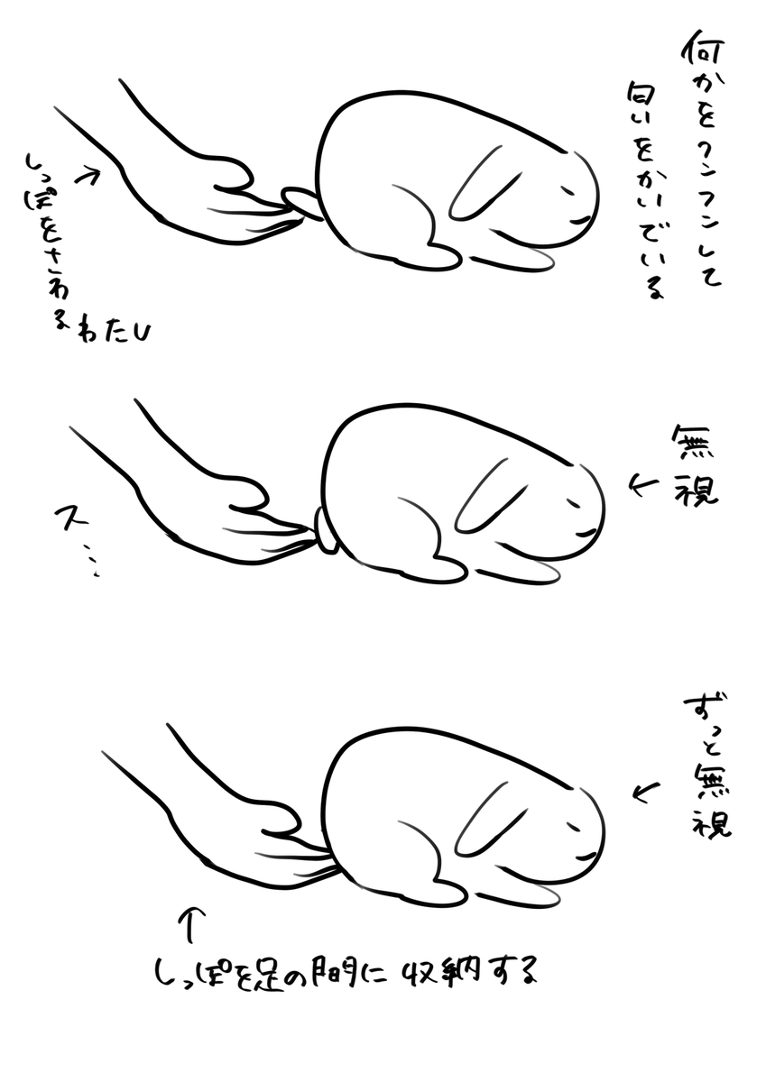うさぎとの遊び 