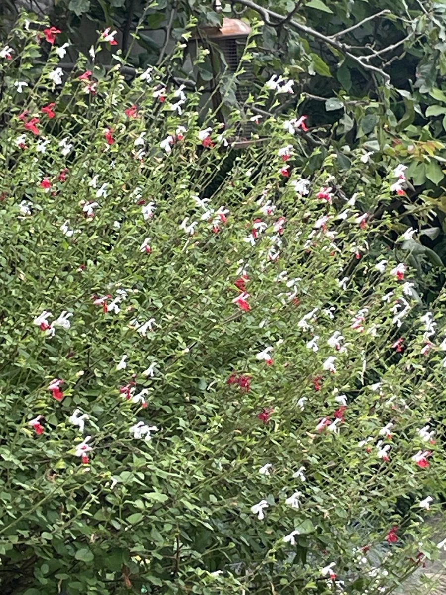 Joan Bakewell tweet media