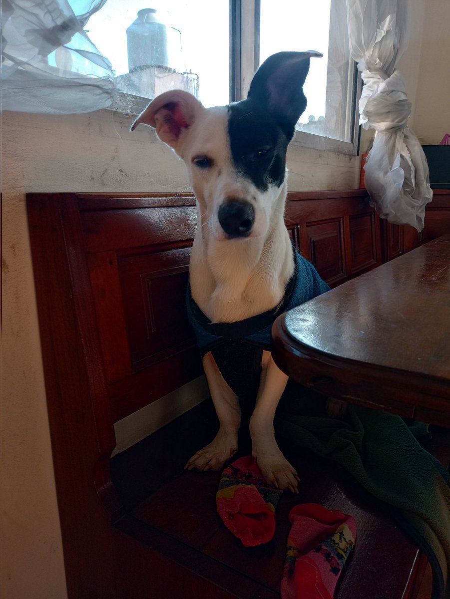 Camila Suster tweet media