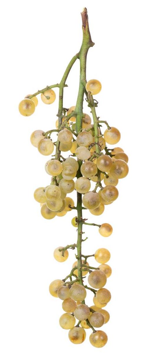 This particular grapevine variety was overlooked until discovered in an old vineyard in Leivaz village, Meghri, Syunik Province by us. The name "Spitak Shiri khaghogh" was officially recorded in the first ampelography book published in 1948.