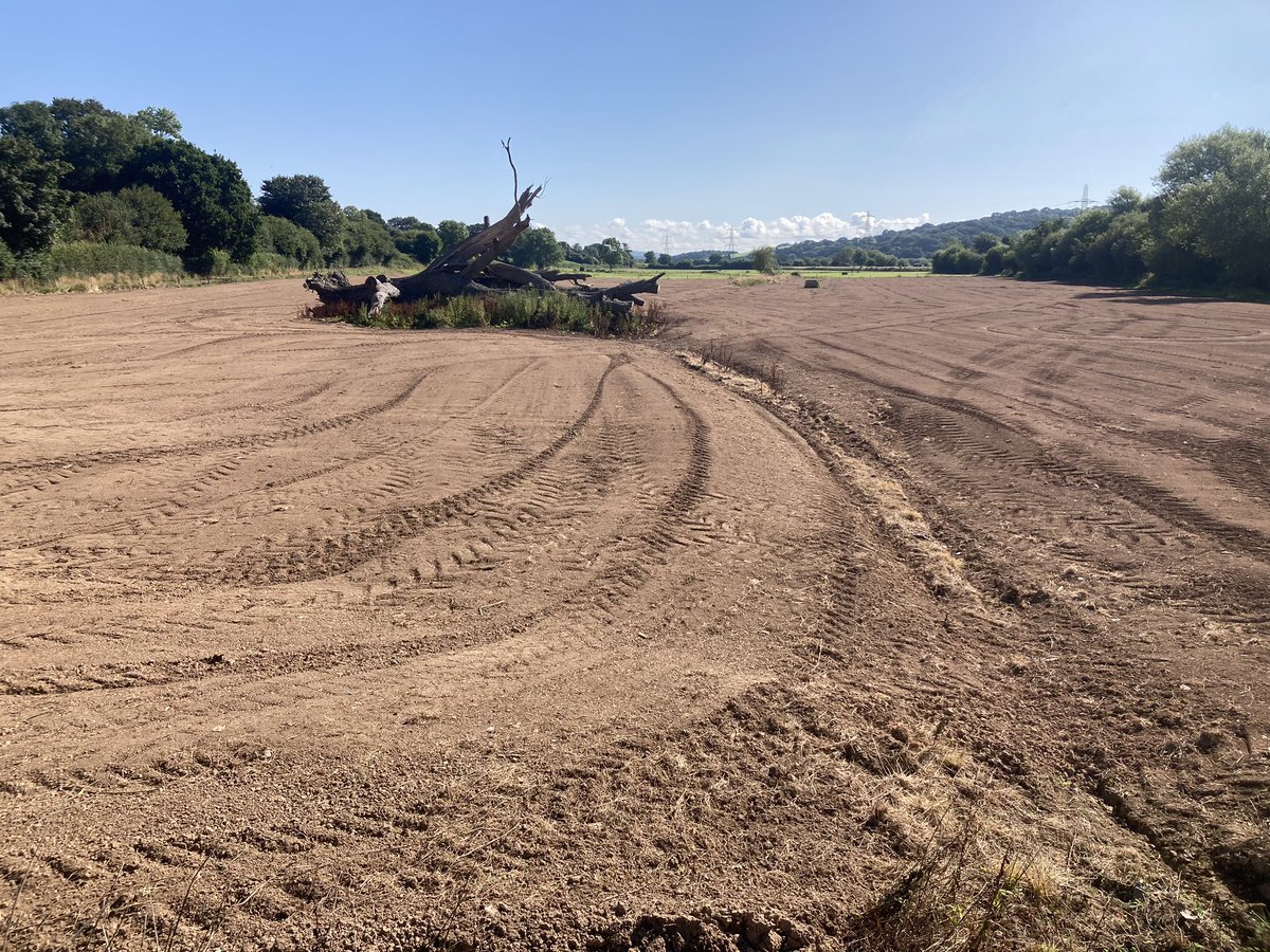 Ploughing in the floodplain of the River Exe. No wonder this beautiful oak didn’t survive. No wonder biodiversity is in crisis. Did this farmer apply for permission at <a href="/NaturalEngland/">Natural England</a> #EIAregulations