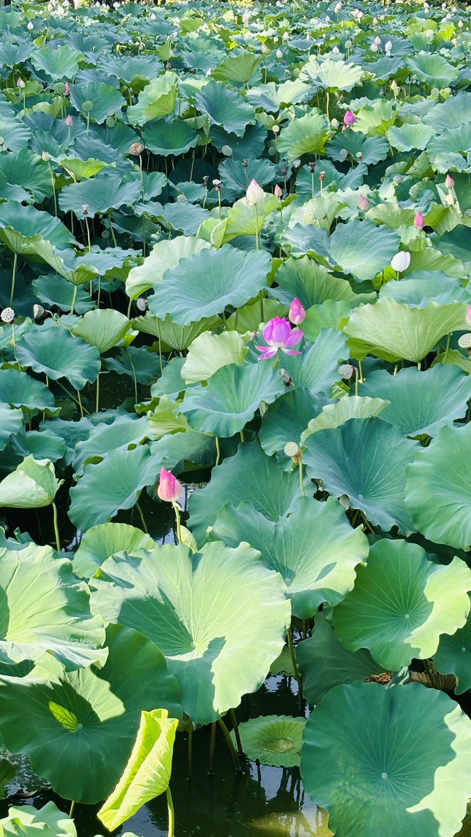 amondule_st's tweet photo. ひさびさに鶴舞公園まで行ってきました。
さすがに日中は暑い🥵
蓮🪷がいい感じだった。 https://t.co/7TKhf348UT