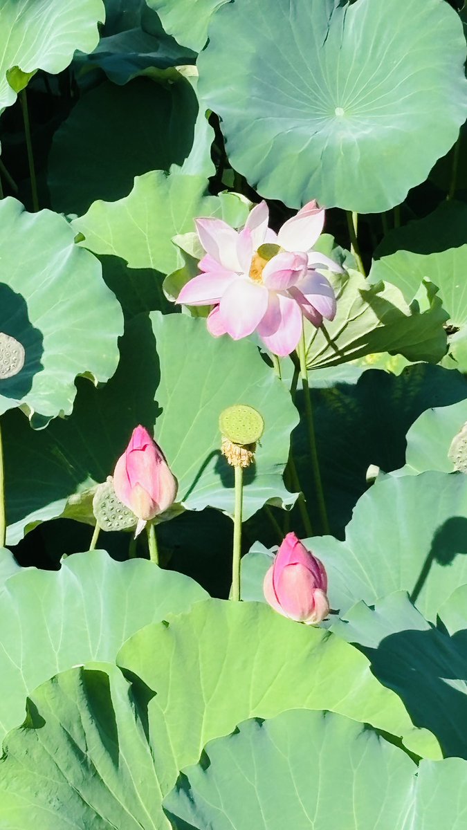 amondule_st's tweet photo. ひさびさに鶴舞公園まで行ってきました。
さすがに日中は暑い🥵
蓮🪷がいい感じだった。 https://t.co/7TKhf348UT
