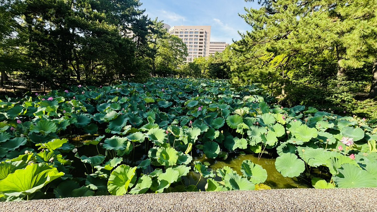 amondule_st's tweet photo. ひさびさに鶴舞公園まで行ってきました。
さすがに日中は暑い🥵
蓮🪷がいい感じだった。 https://t.co/7TKhf348UT