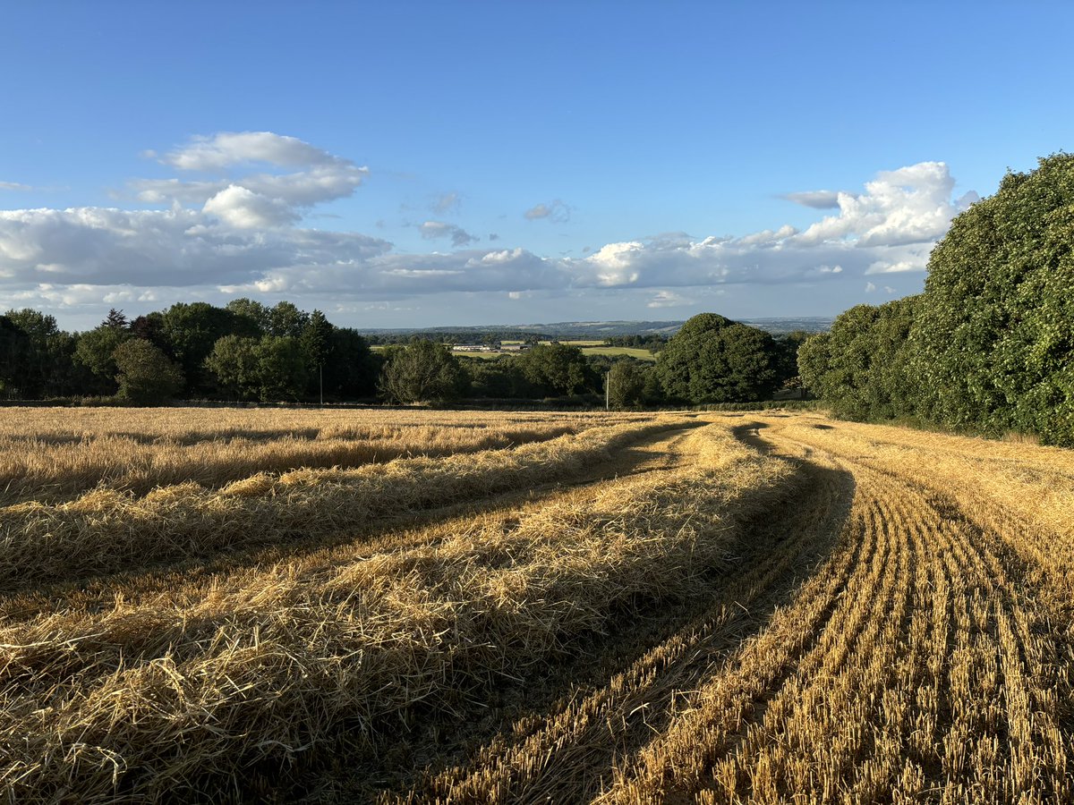 Tagged along for a spot of combining yesterday evening 🌅 🌾