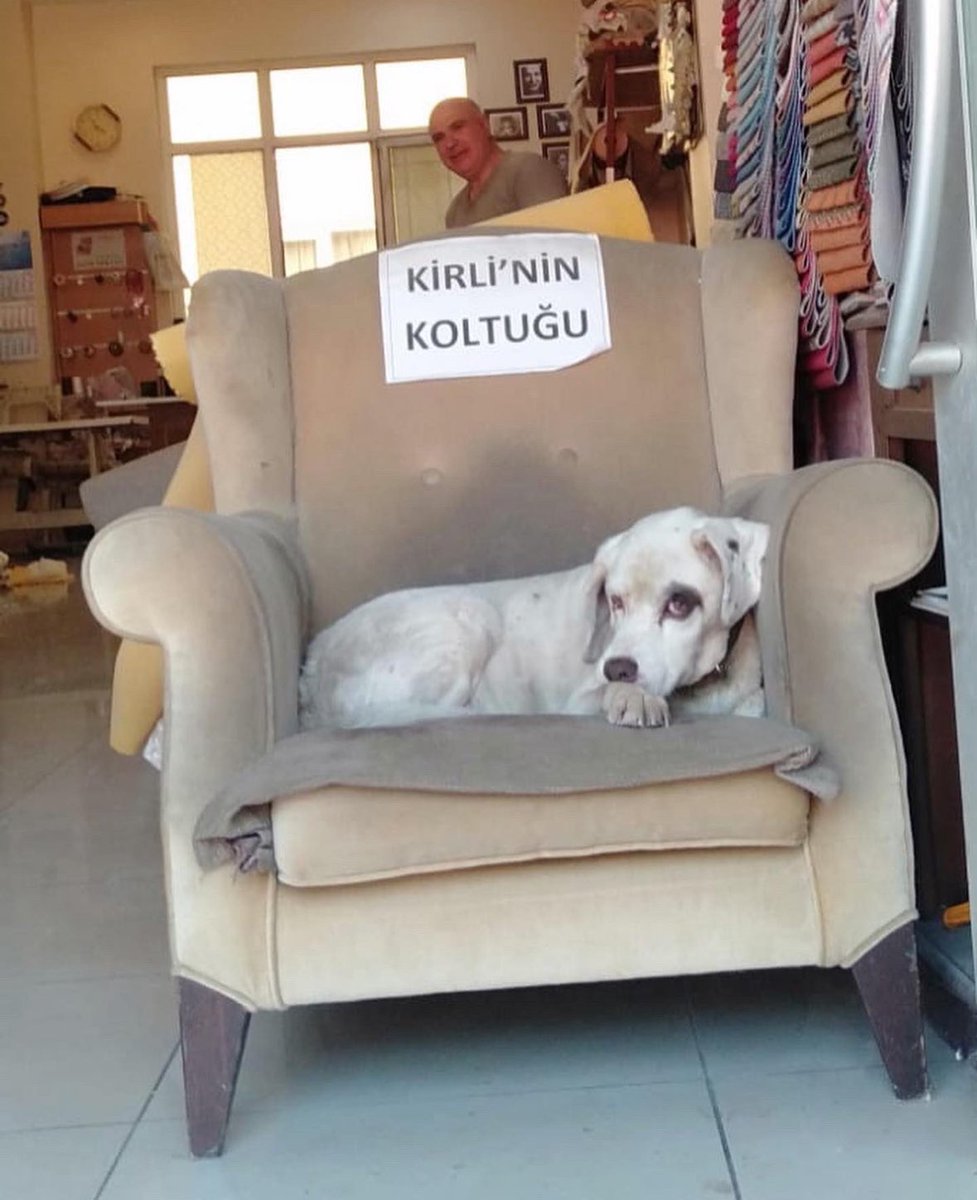 Badiko_'s tweet photo. Garip idi adı, kimi de kirli derdi.. Mahallemizin çok sevdiği bir candı. Gece marketin manav reyonundaki kasalara girer uyur, sabahın ilk ışıkları ile de Ayhan babası dükkanı açınca onunla beraber koltuğuna koşardı. Tüy oluyor vs diye şikayet edenleri içeri bile almazdı Ayhan babası."Onlardan da para kazanmayayım, ne olacak " derdi. 2 yıl önce öldü Garip oğlan, koltuğu bomboş kaldı Ayhan babası'nın dükkanında ve babası ardından cama şu ilanı iliştirip  günlerce açamadı dükkanını.2 yıl geçti koltuğu orada hâlâ durur. 
Biz merhametimizle, sevgimizle bilinen Türk halkıyız. Sokaklarımızda üstüne titrediğimiz ne Garip'ler, ne Dost'lar var... Ve onlarla tek yürek olmuş, yüz binlerce "X"'teki kötü güruhtan habersiz, sevgi dolu  Ayhan babamız da  var. Sanıyor musunuz ki bu sevgiyi ya da merhameti bizden bir çırpıda önümüze koyduğunuz ve bugün meclisten geçirmeye çalıştığınız yasa teklifi ile bir çırpıda söküp atabileceğinizi? Sizin o teklifle kolayca öldürürüm sandığınız canlarımız için biz günlerce yas tutabilir, kıllarına zarar gelmesin diye dünyayı ayağa kaldırabiliriz. 
Ve neydi o şarkı? "YAKARSA DÜNYAYI GARİPLER YAKAR"  
#MeclisteTamKadroHayırDe 
#VicdanınSesiAnkarada 

@NumanKurtulmus
@Akparti
@herkesicinCHP
@MHP_Bilgi
@iyiparti
@SaadetGelecek_