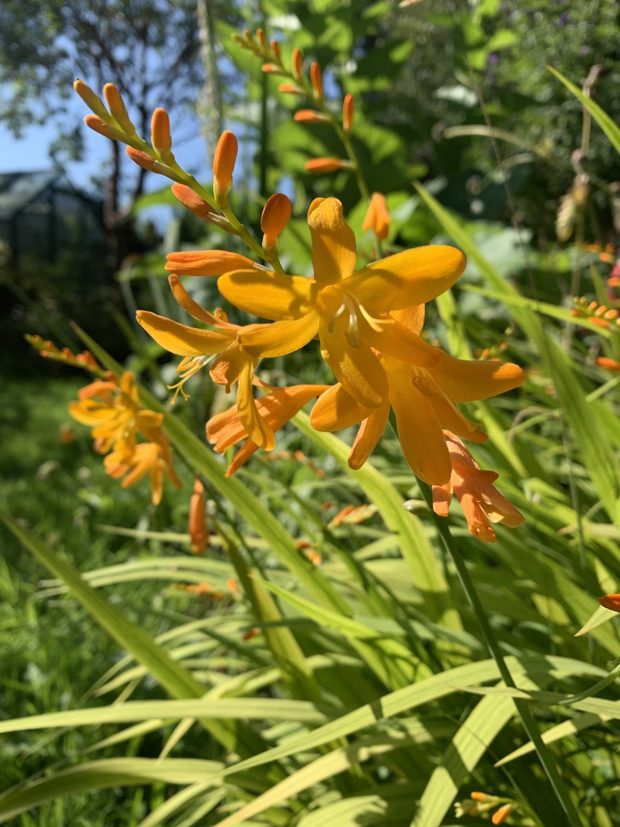 Another July favourite, Crocosmia 'George Davison'.