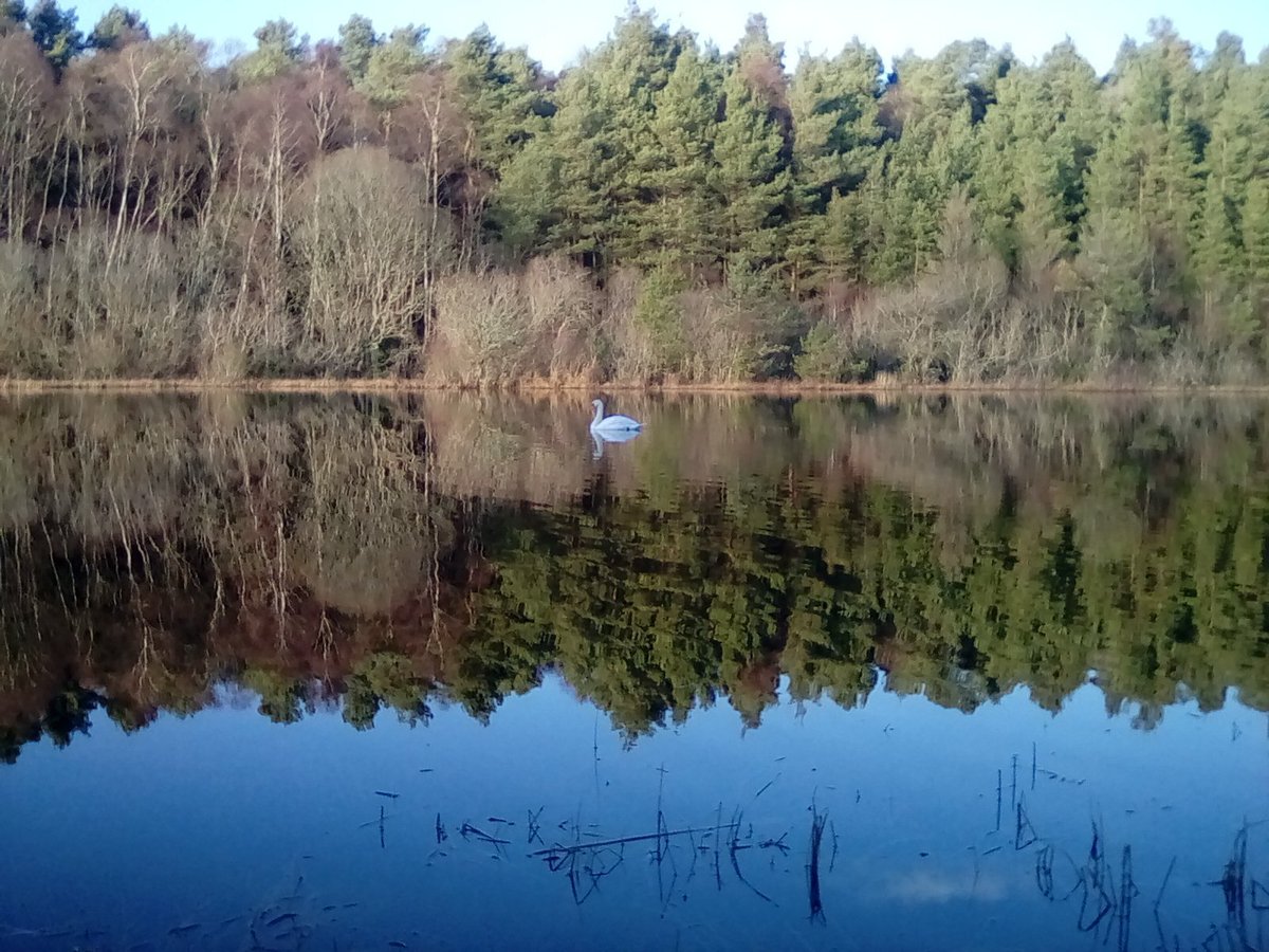 DavidRoger1951's tweet photo. Perfect reflection at the secret lochan in #Culbin forest (with swan).
#AlphabetChallenge #WeekDforDoubles #swanday https://t.co/7s4DHdzIih