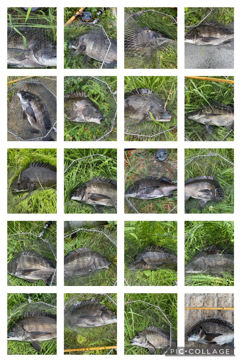 マコトaka ミジキング👑 (@045mk5) / Posts / X