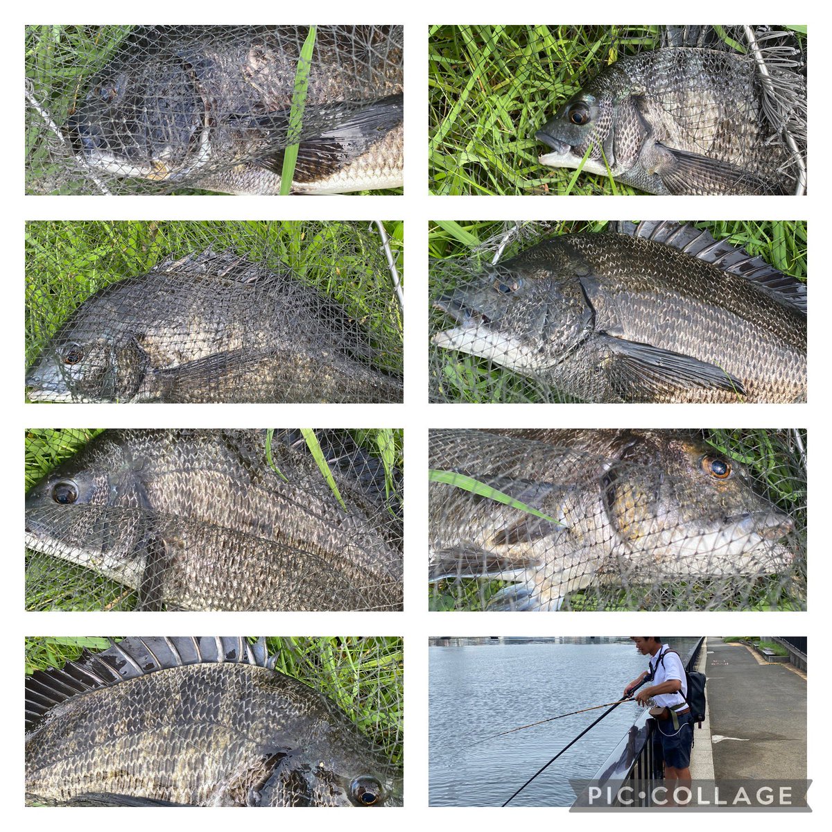 045mk5's tweet image. 今日はもりたん、ビーチさん、Sotaroくんと釣り
ダブルチャレンジは余裕でクリア
トリプルまであと3枚🙄

悔しいけど、また次の楽しみが増えました😊

どうだよ
これが俺のヘチ釣りだ😂✨
お疲れ様でした🙇