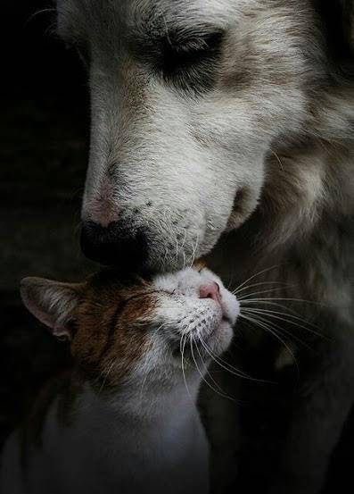 #SokaktayımYanındayım

Tag’a destek verir misiniz 🙏