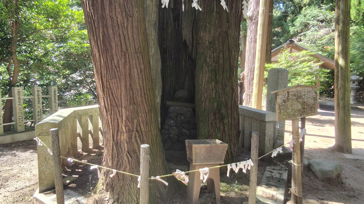 Choppar11's tweet photo. 福岡県遠賀郡岡垣町の高倉神社⛩へ。樹齢700年の綾杉は神功皇后によって植えられたという伝説があります。毘沙門天は室町時代後期に作られたものだって。すごい！＃高倉神社　＃神社 https://t.co/XUtlfmVDHV