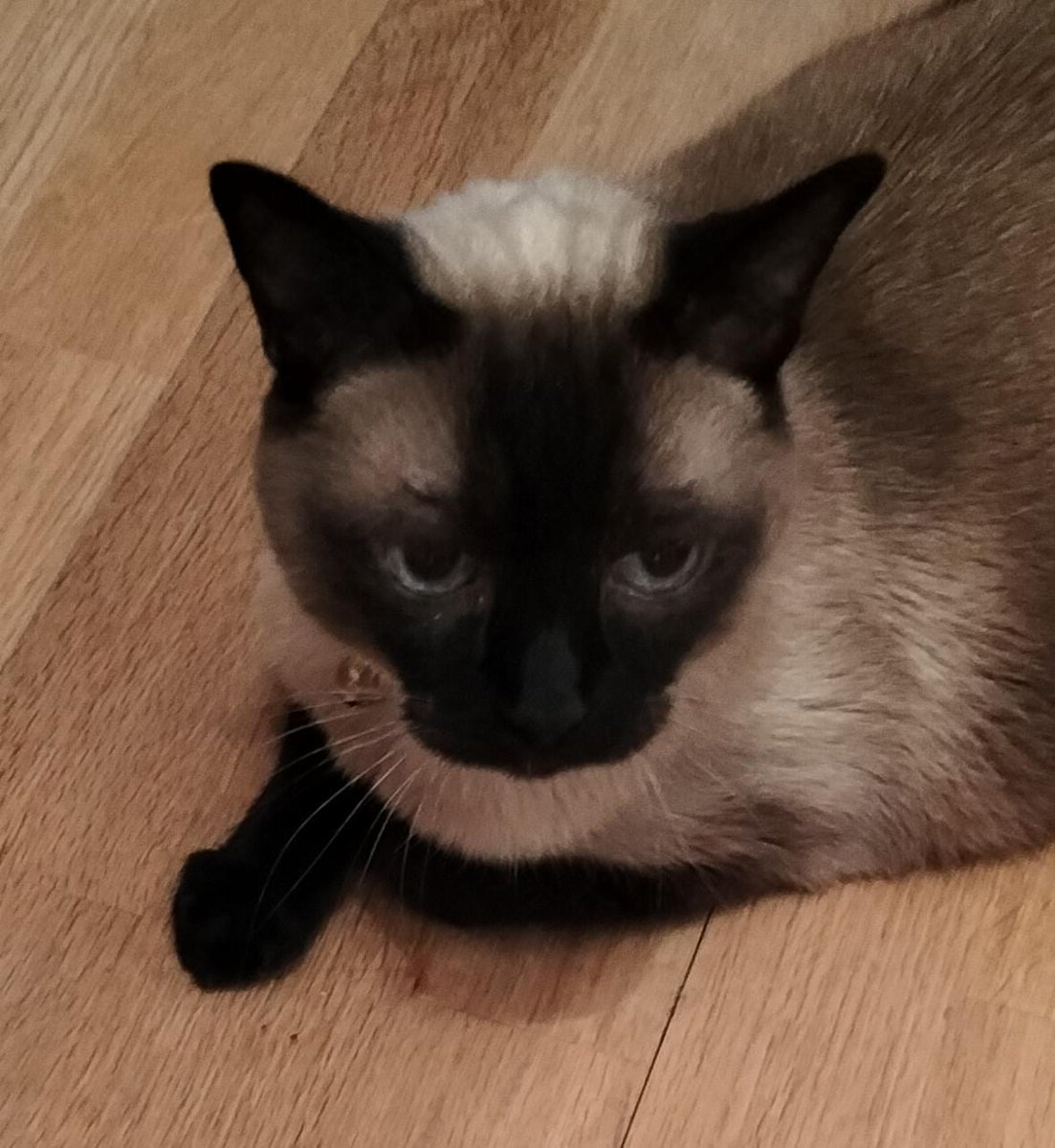 RaquelSmile94_'s tweet image. Necesita una nueva casa...estamos haciendonos cargo de él, pero no de la forma que merece, sino de la que podemos. Necesita y merece estar acompañado. Es el gato de mi abuela 
#Siamés #Valín Es un macho castrado de 15 años ¿Me ayudáis a difundir? 🙏 Gracias!!