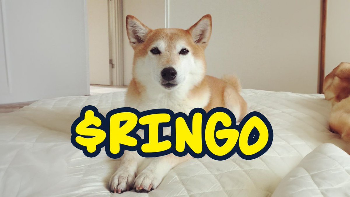 RINGO (@ringo_cto) / X