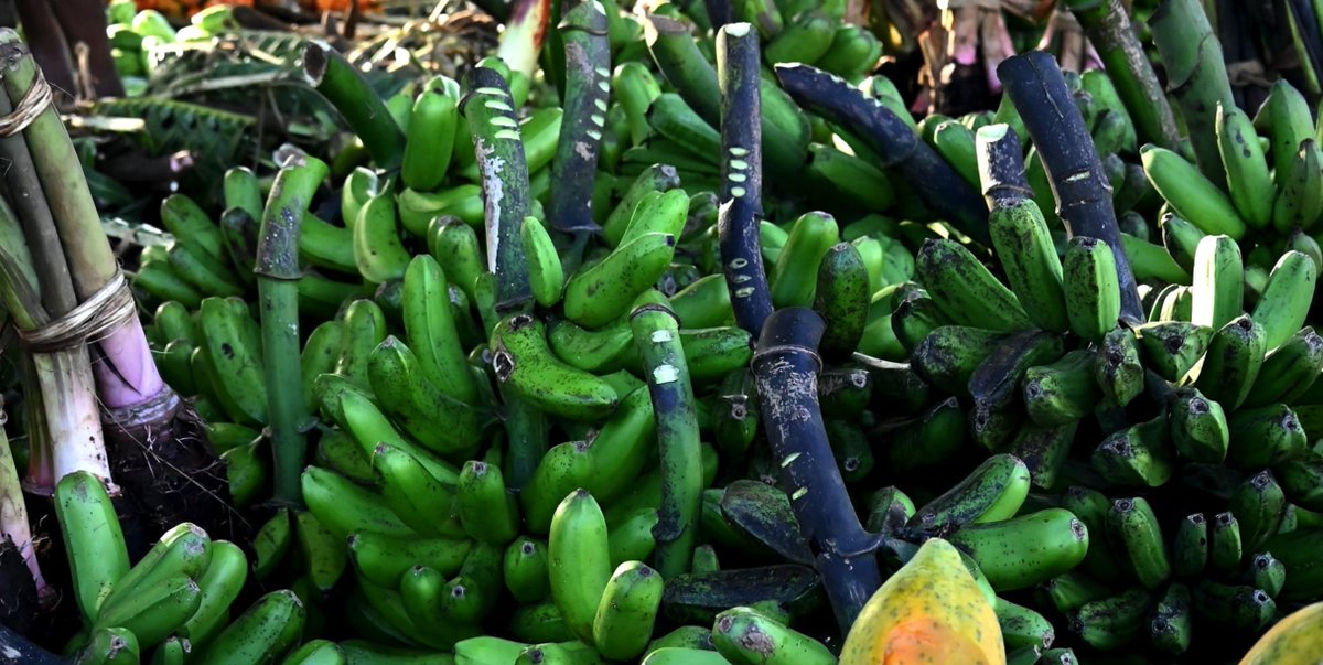 ISLCM PROJECT-VANUATU tweet media