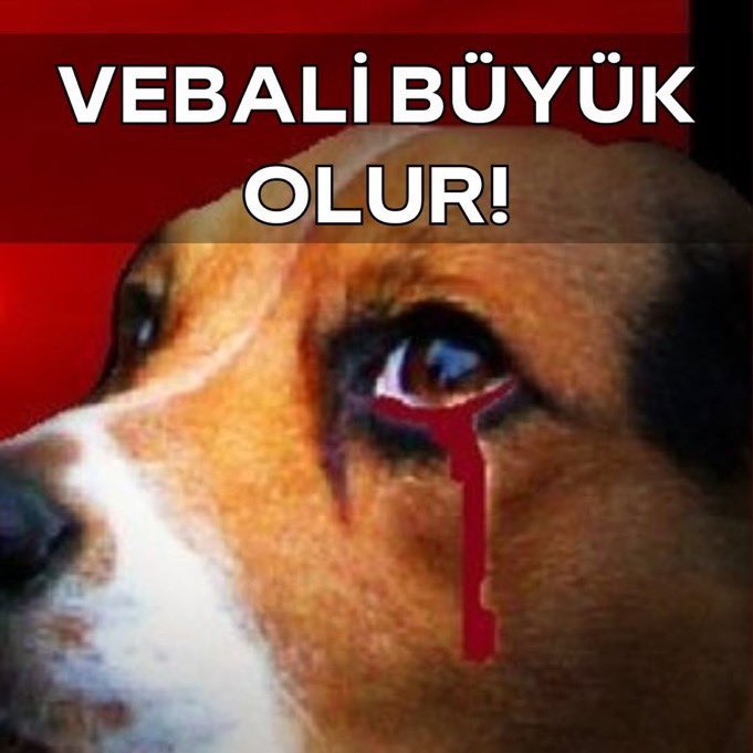MemetcanBiber's tweet photo. Bu gün “Sokak Hayvanlarına KATLİAM” yasası Meclis de oylanacak!

Bu ülkenin VİCDANLI çoğunluğu bu katliam yasasına karşı!
Peki siz VEKİLLER?
Bu Milletin sesini DİNLEYECEK MİSİNİZ?
MİLYONLARIM SESİNE KULAK VERİN!

#VicdanınSesiAnkarada 
#TamKadroMeclisteHayırDe https://t.co/8h5edmW3q4
