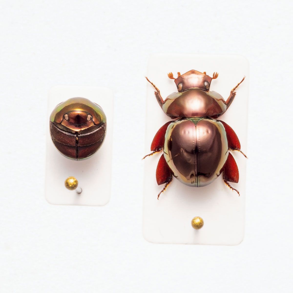 テントウムシのようなマンマルコガネ テントウムシのようなマンマルコガネ