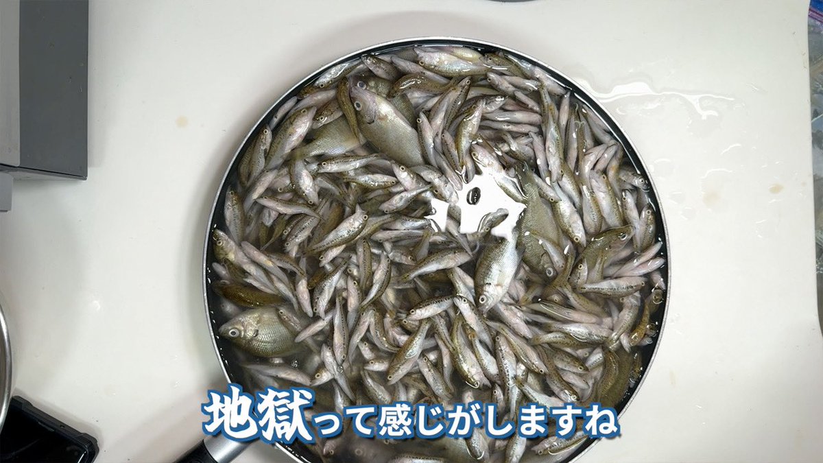 YouTube】鳥取の湧水池に放流され、生態系を破壊し続けているブラック