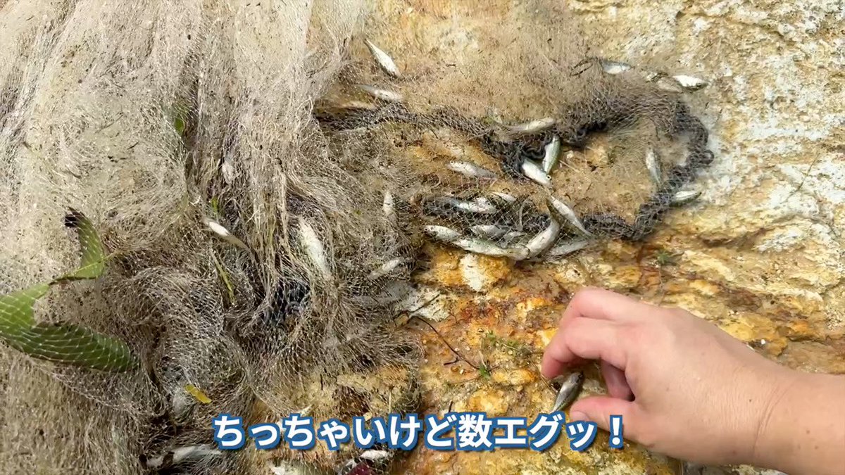 YouTube】鳥取の湧水池に放流され、生態系を破壊し続けているブラック