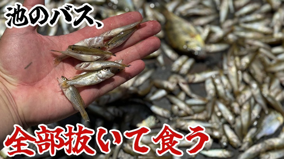 YouTube】鳥取の湧水池に放流され、生態系を破壊し続けているブラック