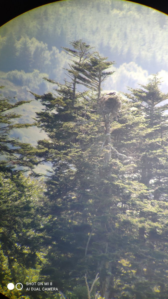 AntrimLens's tweet photo. Final nest of the day had 2 adult ospreys and at least 1 chick. All the photos were taken in Ulster though the osprey nest is in Connacht. Massive thanks to all the men and women especially .@BrianHegarty4 from Inishmore Wildlife Club for an unbelievable day. 👏👏👏 https://t.co/tfAp8TYieQ