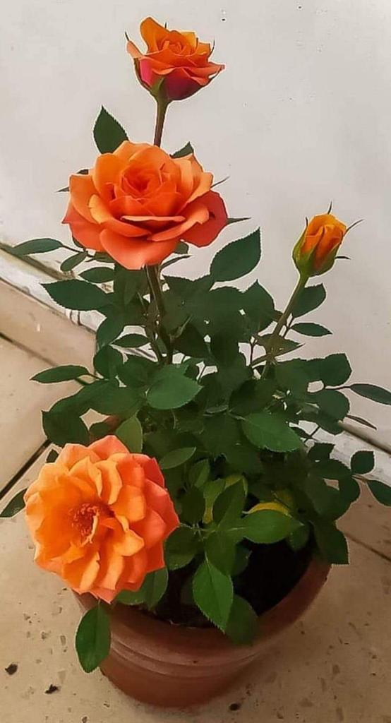 भन्न त भनिन्छ हास्दै खेल्दै बिताउनु पर्छ जीवन,
 तर खेल बालापन मै छुट्यो अनि हासो जिम्मेवारीले लुट्यो ।