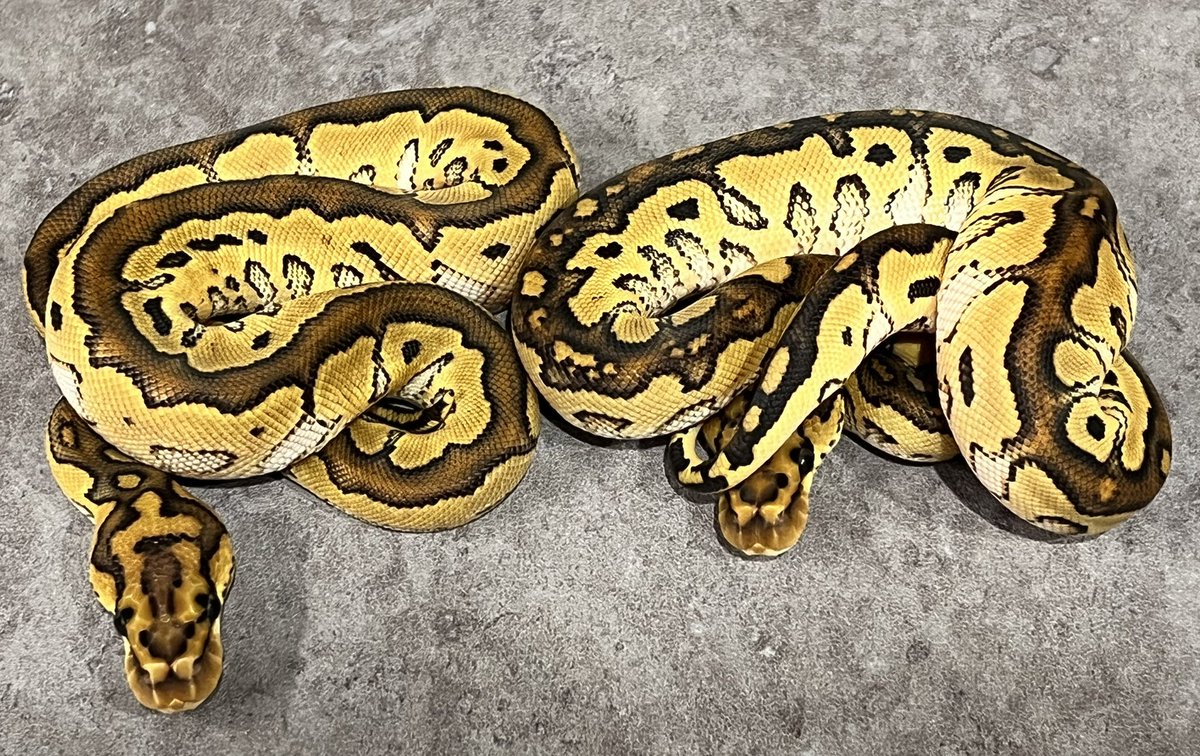 CMAIN_MORPHS's tweet photo. Special clown het hypo. 

Will be on sale

#ballpython #ballpythons
#ballpythonclown #ballpythonmorph #ballpythonmorphs #ballpythonbreed #ballpythonbreeder #ballpythonbreeding #clownproject #自家繁殖　#個体販売 https://t.co/Arxay65CNt