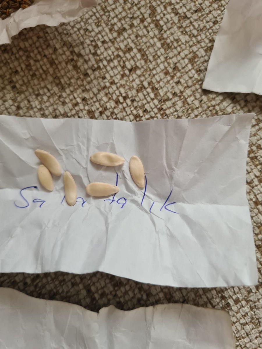 Hiçbir maddi kazanç beklentisi olmadan sadece gönüllü olarak bize bu ata tohumlarını göndererek, sağlıklı beslenmemize katkıda bulunan gönlü güzel insan, tohumlar elimize ulaştı, çok teşekkürler 🙏 
<a href="/fatihcolak19831/">Fatih Çolak</a>