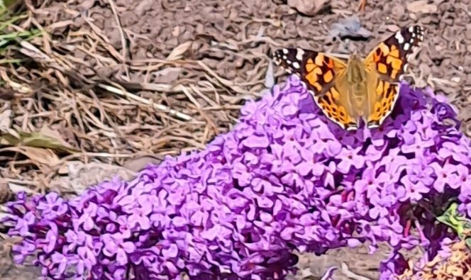 A Painted Lady was among the resident butterflies yesterday. The native butterflies are late emerging this year but very welcome!