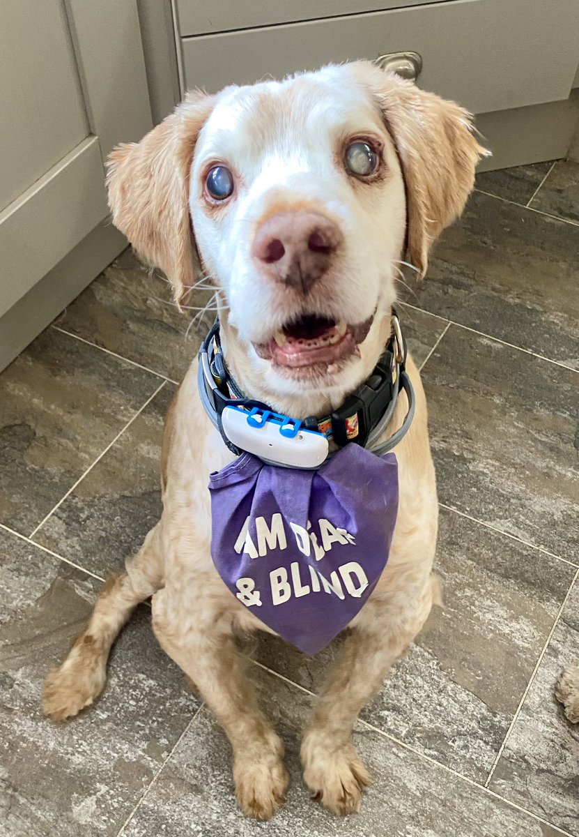 SpanielsSuper's tweet image. What are you doing Ronnie?
I’m practicing mum?
What are you practicing?
My most #AppealingLook 
Why?
Well I can smell that you’re cutting up #ScotchEggs &amp;amp; I want to look particularly #Appealing 
Ronnie?
Yes mum?
You’re a devious #CheekyMonkey 
But will I get the most?
#FairShares