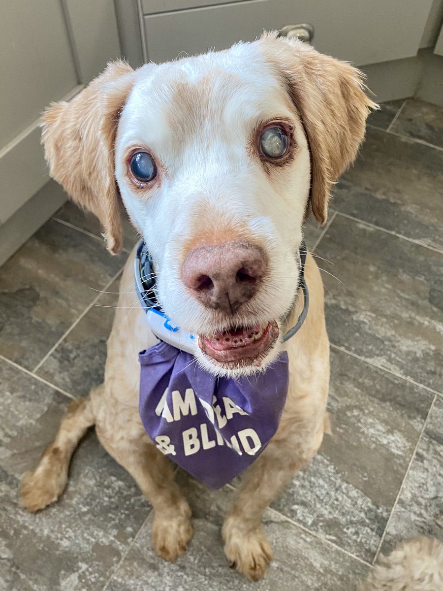 SpanielsSuper's tweet image. What are you doing Ronnie?
I’m practicing mum?
What are you practicing?
My most #AppealingLook 
Why?
Well I can smell that you’re cutting up #ScotchEggs &amp;amp; I want to look particularly #Appealing 
Ronnie?
Yes mum?
You’re a devious #CheekyMonkey 
But will I get the most?
#FairShares