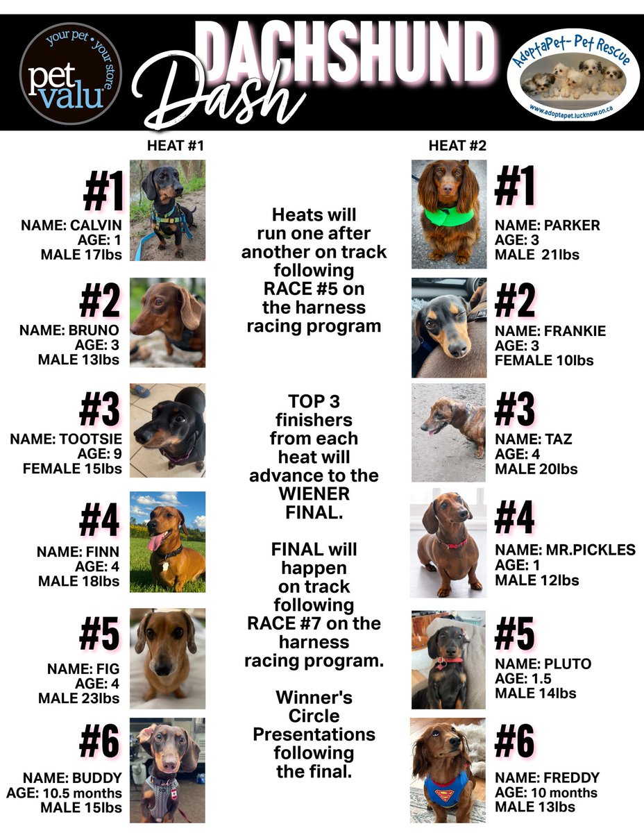 It’s wiener day!! In addition to 10 live harness races we have two heats and a final for the wieners!