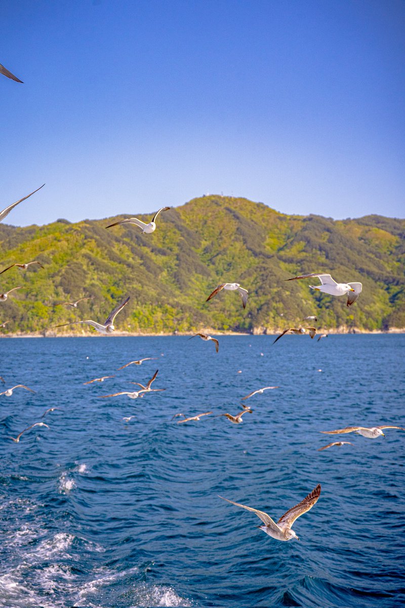 ウミネコの数すごいな