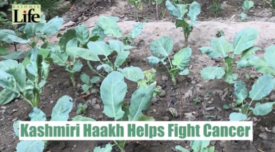 Sana_Kaif1's tweet photo. "Kashmiri Haakh's cancer-fighting properties are making waves! 🌿✨ Watch @akhoon_iqra’s report on how #SKUASTK &amp; #UniversityofBuffalo #USA found healthy molecules in this unique #LeafyVegetable 🎥📸 @OfficeOfLGJandK  #BadltaKashmir"
#NayaKashmir https://t.co/LF7mNJvpsA