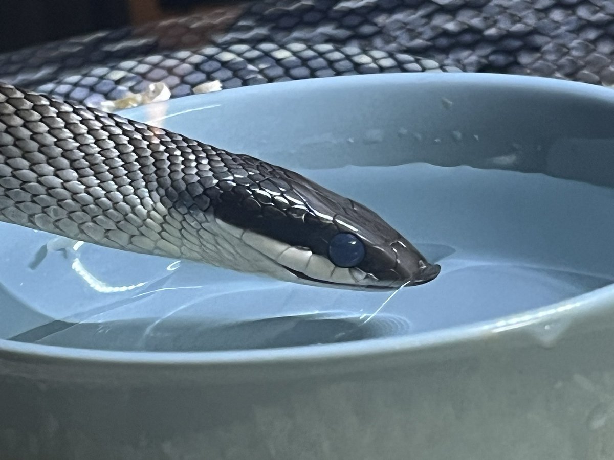 블루 뷰티 호그노즈