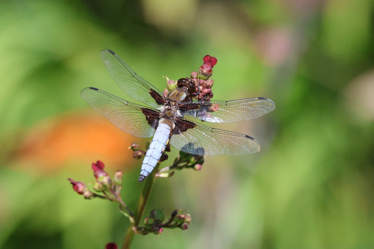 Welcomed back a blue-bodied chaser dragonfly to the pond just now, but can't ID this other one that landed on the back door - photo quality is awful but I can see a blue ring on the body? If you can help, thank you!
<a href="/BDSdragonflies/">British Dragonfly Society</a> #dragonfly #IDhelp #ID