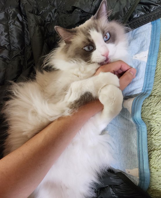 ナンナ 腕挫十字固なのかい 