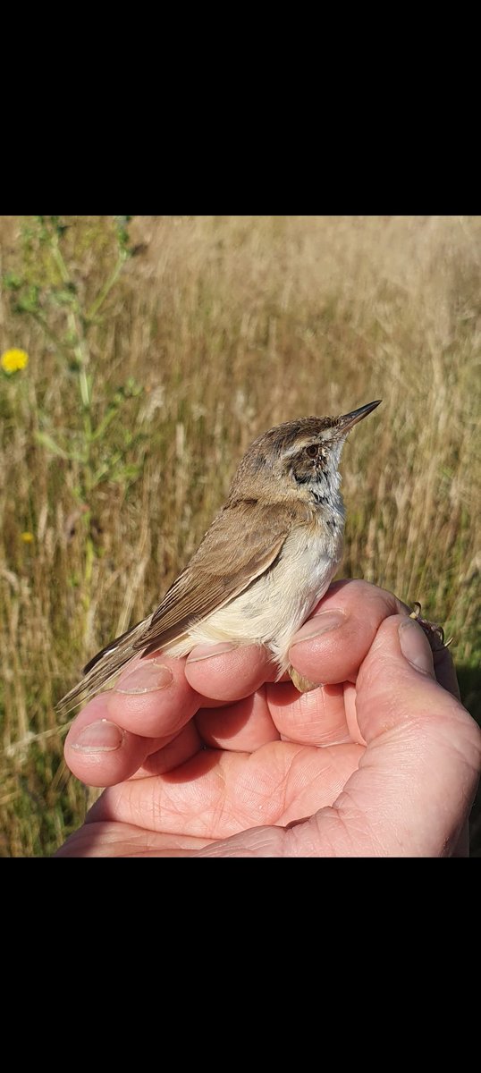 BirderGaz's tweet image. Don't know how female PADDYFIELD WARBLER trapped and ringed at a confidential private site in Staffordshire @BirdGuides
Also unprecedented 20 sedge warbler they don't breed here No further sign after release Only me and my 2 helpers on site saw bird. @Kevin_Clements @TheMoorehen