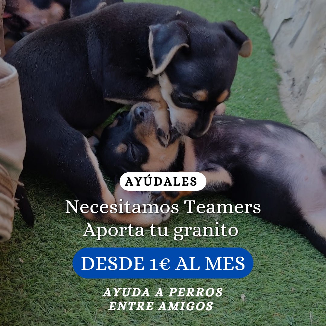 🐕¿Nos ayudas a llegar a los 100 Teamers?

Llevamos una temporada que nuestros Teamers están bajando y es una muy mala noticia para nuestros animales.

#Teaming #ayudalos #adopta #refugio #dona1€almes #hazteteamer