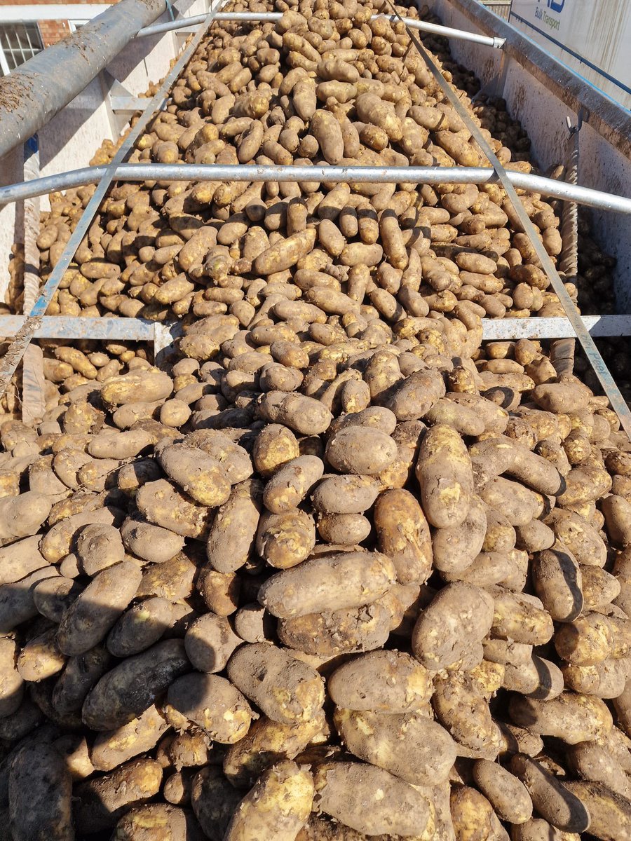 John Sedgwick (@jsedgwick67) on Twitter photo Spot the difference: consecutive loads… one is 14.5 months since planting, one is 4.5! <a href="/JeremyLeadley/">Jeremy Leadley</a> <a href="/potatosolutions/">Tim Kitson</a> Spot the difference: consecutive loads… one is 14.5 months since planting, one is 4.5! <a href="/JeremyLeadley/">Jeremy Leadley</a> <a href="/potatosolutions/">Tim Kitson</a>