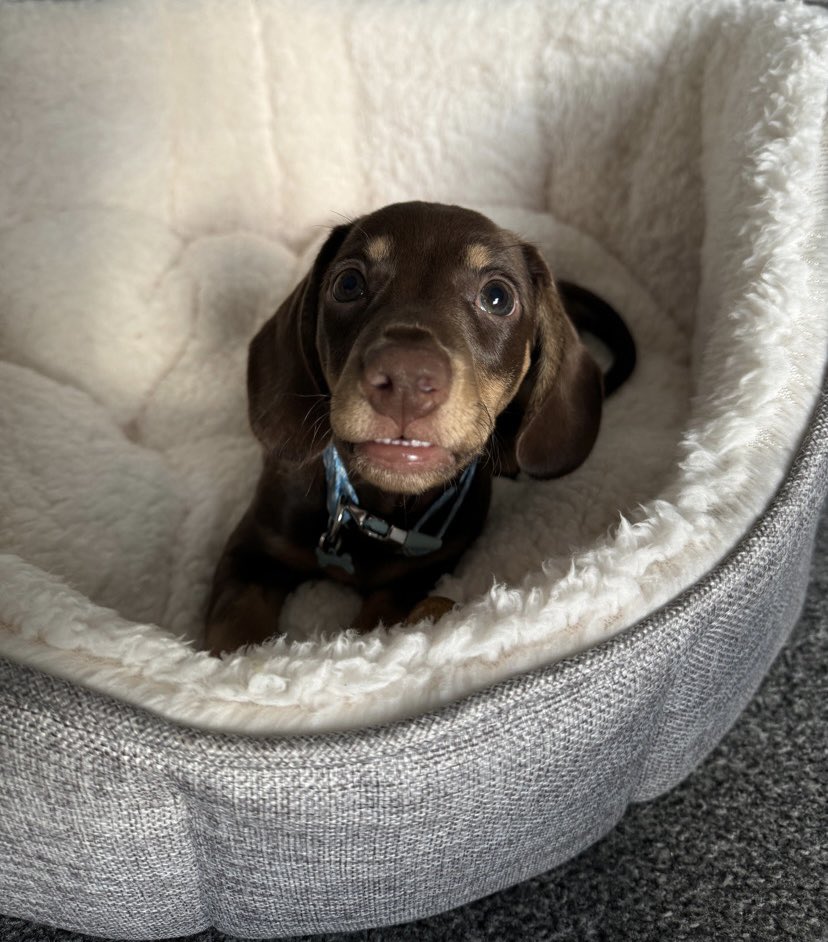 p_aigexx's tweet photo. Sylvester just took himself OUTSIDE for a wee for the first time, gosh I’m so bloody proud 😭 https://t.co/hd7yP9QZ3E