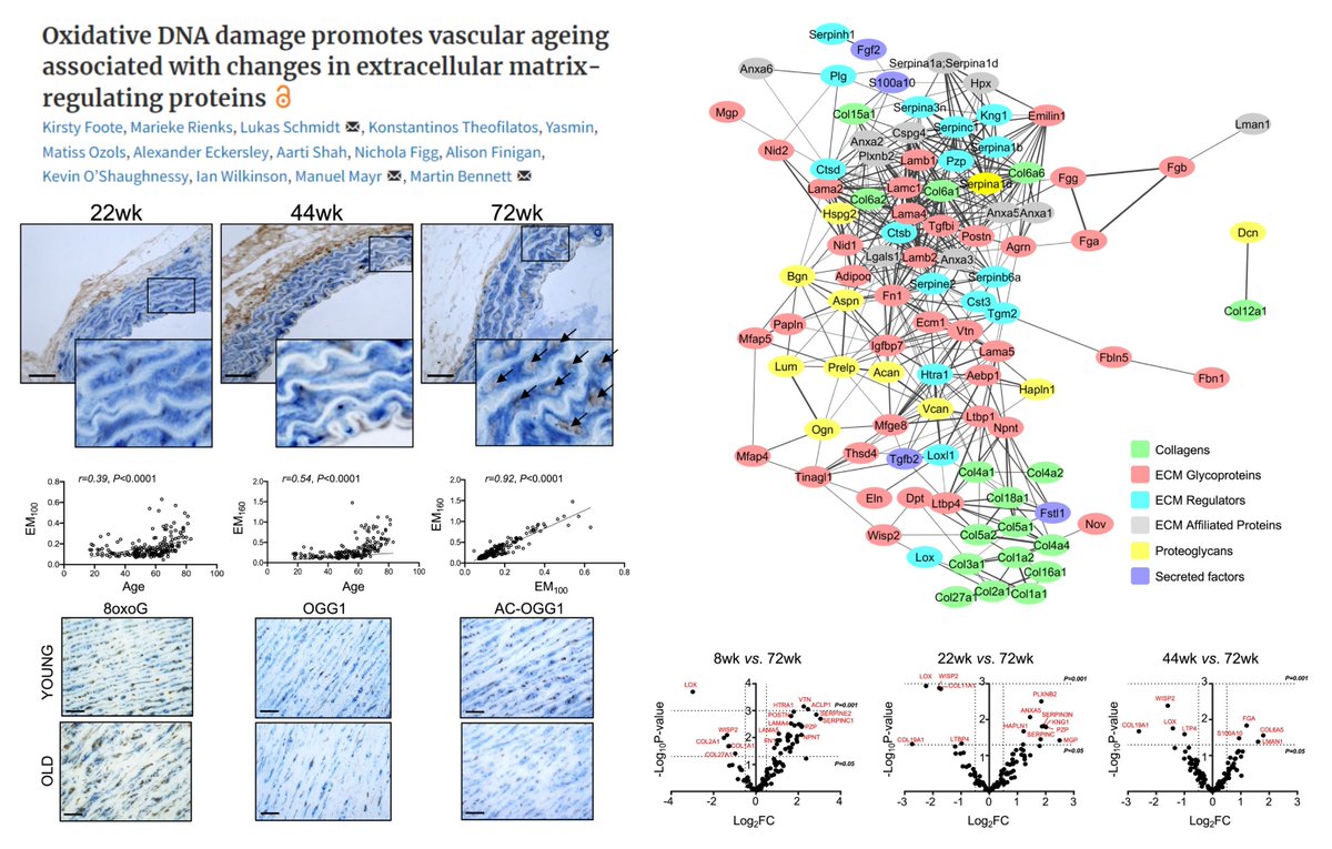 HaoYin20's tweet image. Inactivation of🐭Ogg1, an essential #BaseExcisionRepair enzyme that repairs 8-oxoguanine  ▶️
#ArterialStiffening without altered collagen fibril abundance

A very sophisticated #Matrisome related to #Aging-related #OxidativeDNADamage

LOX (+LOXL1)
WISP2
TGFβ

Cathepsin…