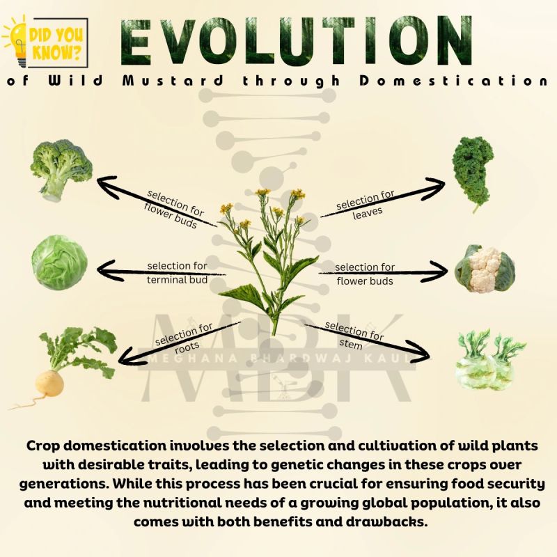 DrBioblogo's tweet photo. Y algo similar ocurre con el tema de plantas domesticadas.
Que es un mundo fascinante que daría para largo hilo 😉

Creo que, con frecuencia, no somos conscientes de lo que le debemos al trabajazo que hiceron muchos agricultores durante generaciones. https://t.co/ZoYN1HHgdk