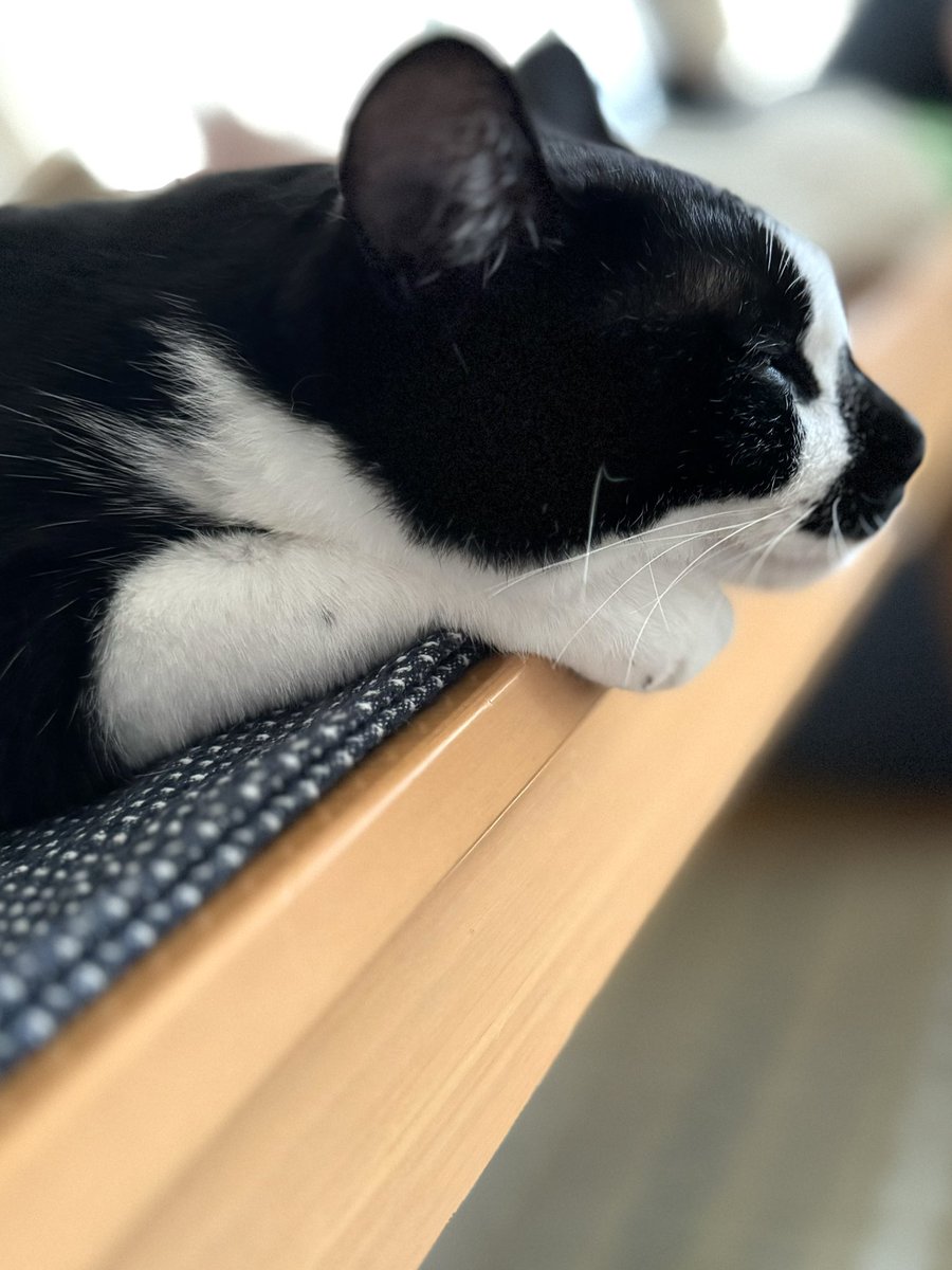 non_note_c's tweet photo. 今日でFIP寛解から5ヶ月経ちました。
ありがとう🙏
#fip #fipfighter #猫 #猫のいる暮らし #ハチワレは世界を救う協会 #白黒猫 https://t.co/ix3UXizRYI