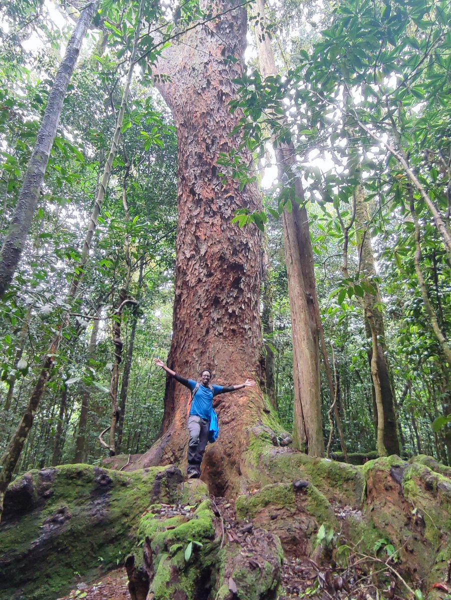 bitcotourism50's tweet photo. 📍Thuci Falls, Mount Kenya National Park.

24 km day hike. Starting point, Irangi Forest Station. The trail also has some 200 year old Camphor Trees. https://t.co/T9bXIewlo7