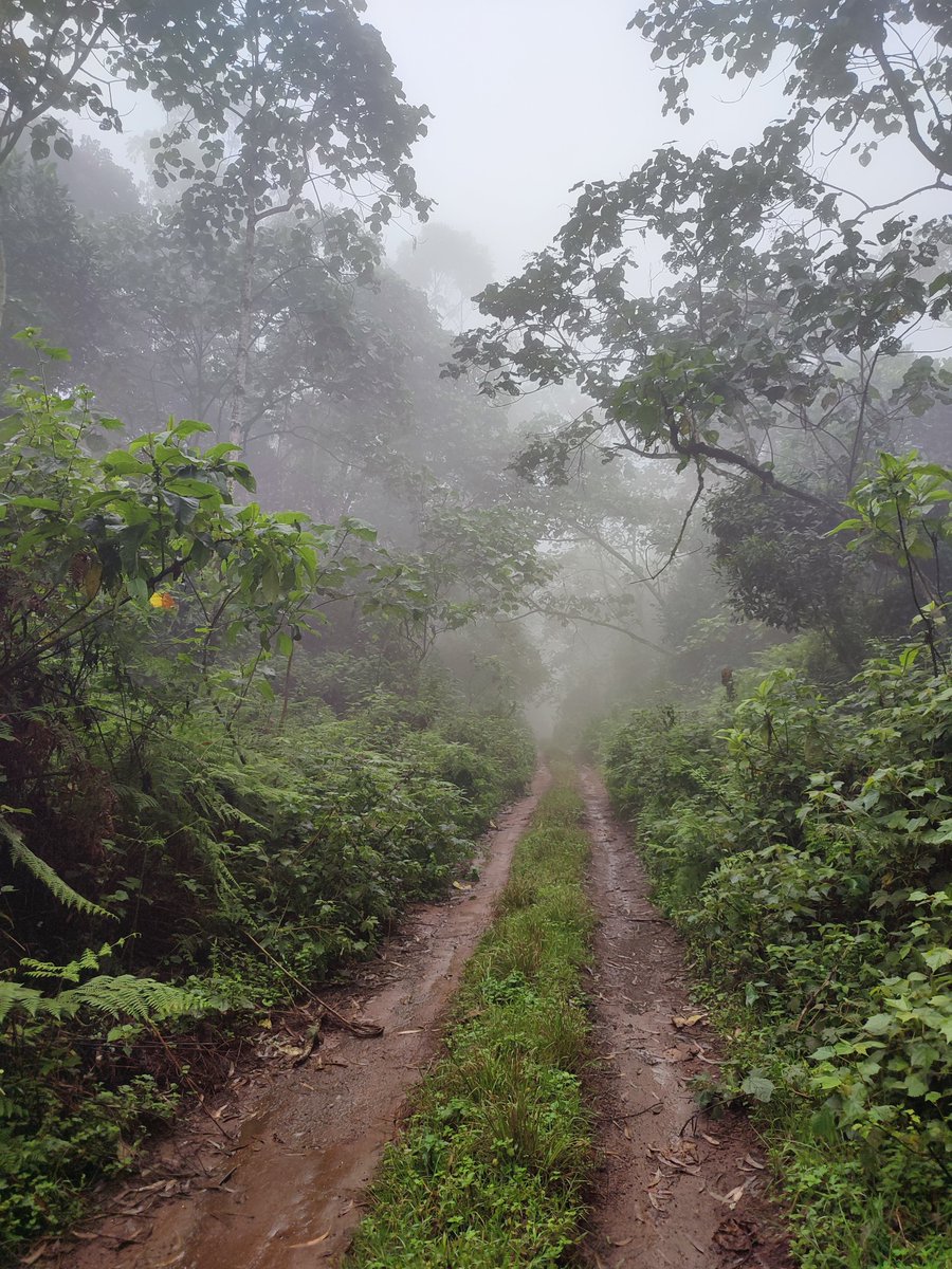 bitcotourism50's tweet photo. 📍Thuci Falls, Mount Kenya National Park.

24 km day hike. Starting point, Irangi Forest Station. The trail also has some 200 year old Camphor Trees. https://t.co/T9bXIewlo7