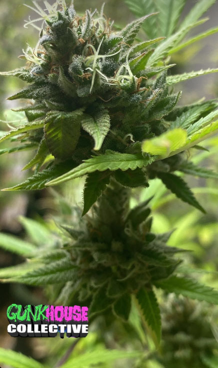 behaveprimitive's tweet photo. strawberry banana Kush https://t.co/Jwrdx9JCIm