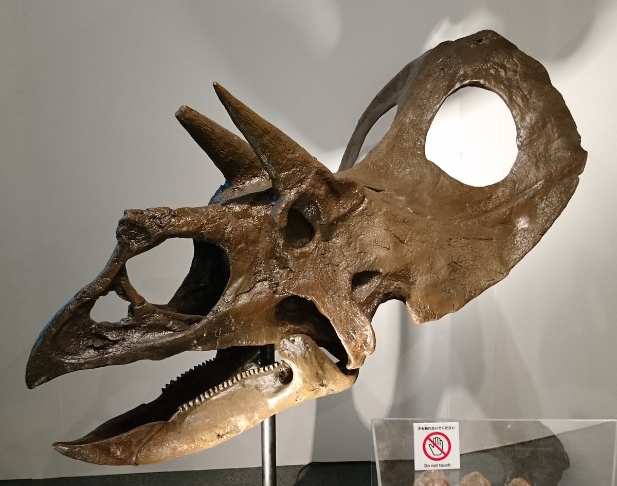 2019年の福井県立恐竜博物館特別展『恐竜の脳力』より